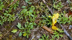 Ranunculus paludosus, photograph author not stated, no rights reserved