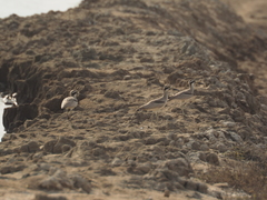 Esacus recurvirostris