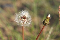 Taraxacum lateritium