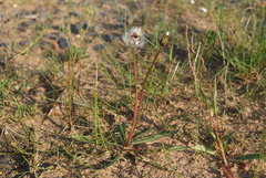 Taraxacum lateritium