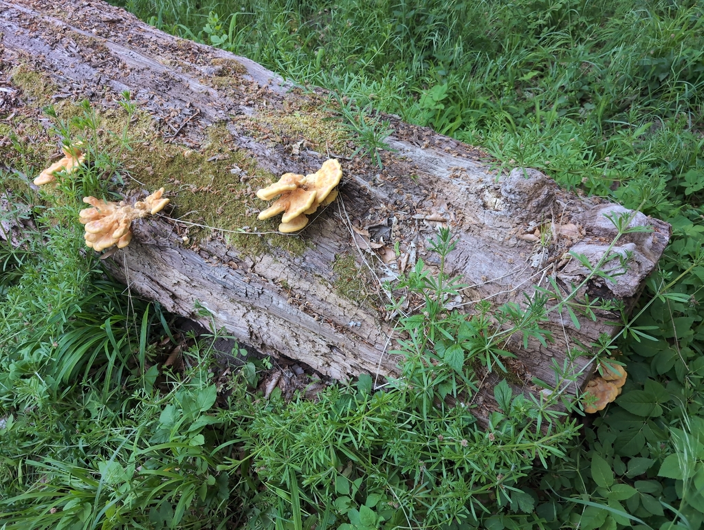 Laetiporus sulphureus · May 2026 · photo: © m0wlaue (iNaturalist, cc-by-sa)