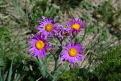 Senecio pulcher