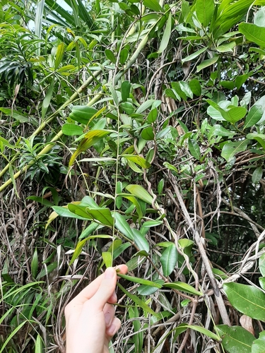 Dypsis scandens image