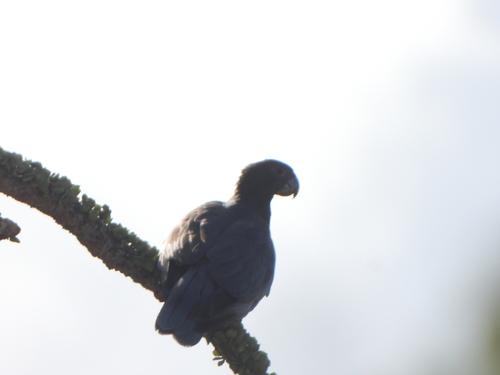 iNaturalist image