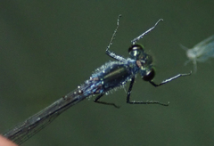 Pseudagrion deningi