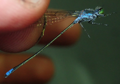 Pseudagrion deningi