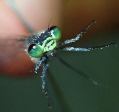 Pseudagrion deningi