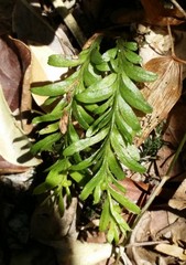 Tmesipteris truncata