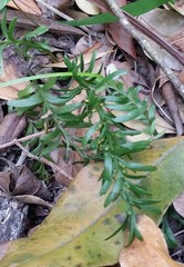 Tmesipteris truncata