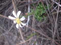 Senecio hastifolius