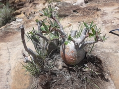 Pachypodium