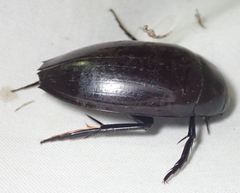 Hydrophilus aculeatus