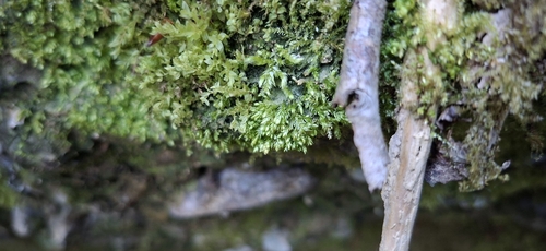 Taxiphyllum wissgrillii, 2026-05-08