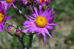 Senecio pulcher