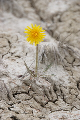 Taraxacum lateritium