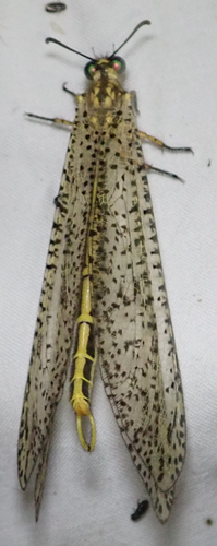 Dotted Veld Antlion photo 6