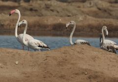 Phoenicopterus roseus