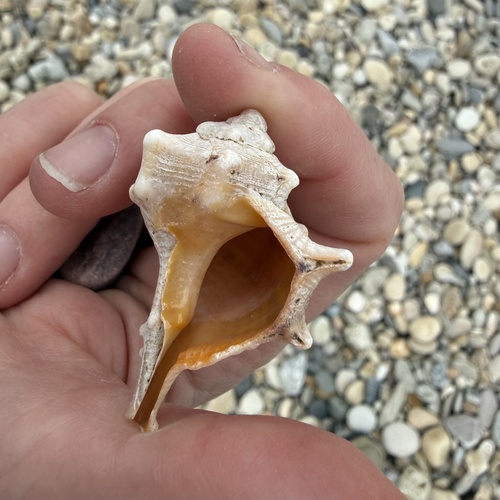 Bolinus brandaris