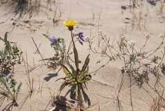 Taraxacum lateritium