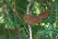 Phacellodomus erythrophthalmus
