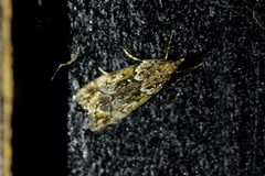 Eudonia minualis