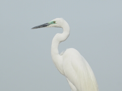 Ardea alba