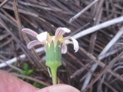 Senecio hastifolius