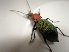 Carabus lafossei