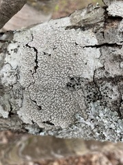 Lecanora subpallens