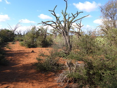 Didierea trollii