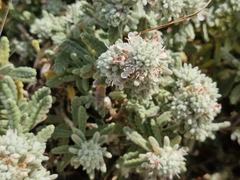 Teucrium vincentinum, photograph (c) ahabo, some rights reserved (CC BY)