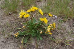 Taraxacum lateritium