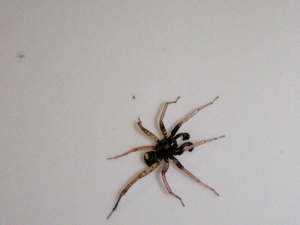 Loongcosa wuyiensis