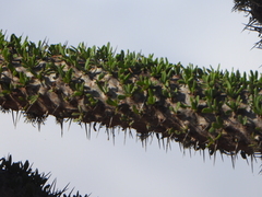 Didierea trollii, photograph (c) amantedarmanin, some rights reserved (CC BY)