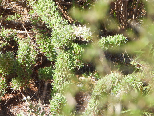 Didierea trollii, photograph 2