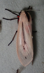 Creatonotos punctivitta