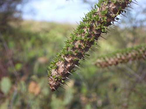 Didierea trollii, photograph 3