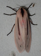 Creatonotos punctivitta