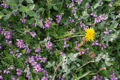 Taraxacum lateritium