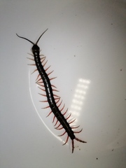 Scolopendra japonica