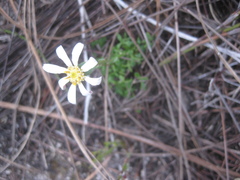 Senecio hastifolius