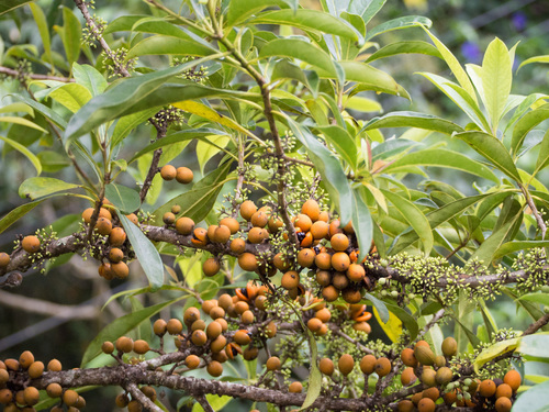 Pittosporum resiniferum