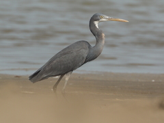 Egretta gularis