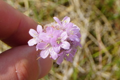 Armeria maritima elongata