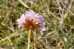 Armeria maritima elongata