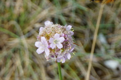 Armeria maritima elongata
