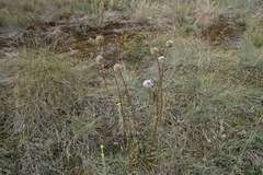 Armeria maritima elongata