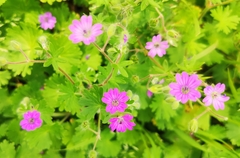 Geranium brutium