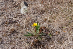 Taraxacum lateritium