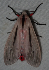 Creatonotos punctivitta